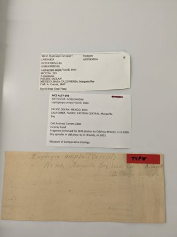 Media type: image; Invertebrate Zoology ALCY-193   Description: label;